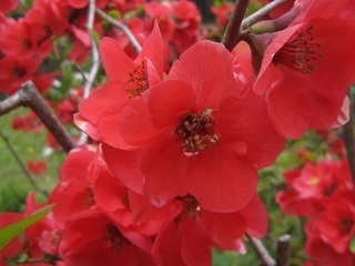 赤い 桜 と 名古屋城から名城公園へ 名古屋弁でブログをはじめてみました