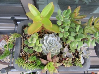 多肉植物の寄せ植え