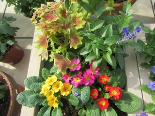 寄せ植え