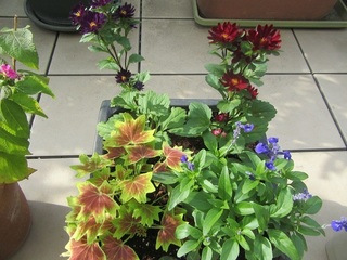 寄せ植え