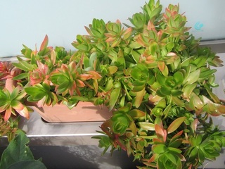 多肉植物