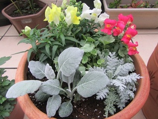 寄せ植え