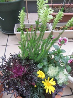 寄せ植え