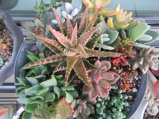 多肉植物の寄せ植え