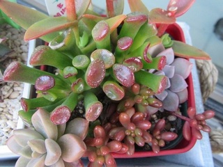 多肉植物の寄せ植え
