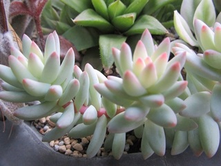 多肉植物の寄せ植え