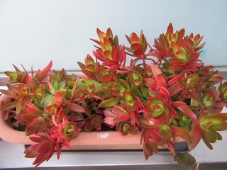 紅葉する多肉植物