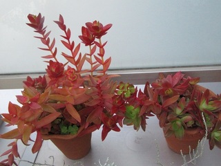 紅葉する多肉植物