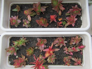 紅葉する多肉植物