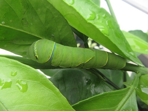 でっかい幼虫にみかんの葉っぱを食べられた 名古屋弁でブログをはじめてみました