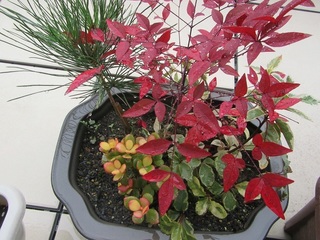 和風寄せ植え