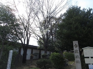 東別院の桜−2020−
