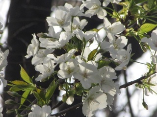 東別院の桜−2020−
