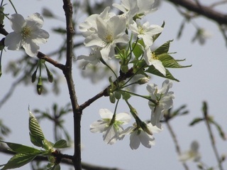 東別院の桜−2020−
