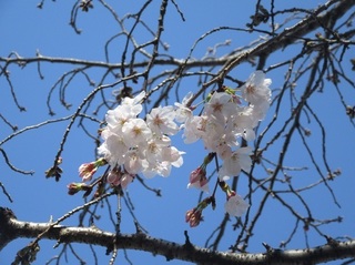 東別院の桜−2020−