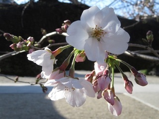 東別院の桜−2020−