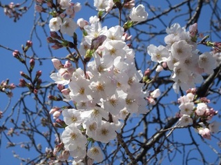 東別院の桜−2020−