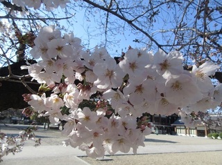 東別院の桜−2020−