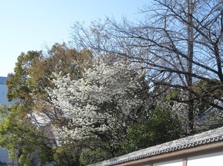 東別院の桜−2020−