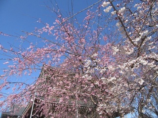 東別院の桜−2020−