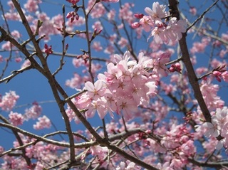 東別院の桜−2020−
