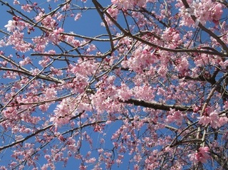 東別院の桜−2020−