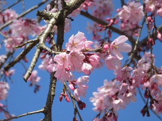 東別院の桜−2020−
