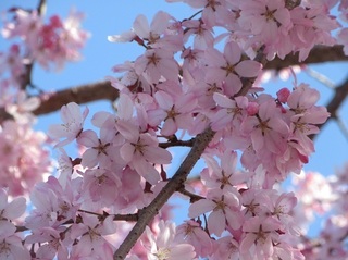 東別院の桜−2020−