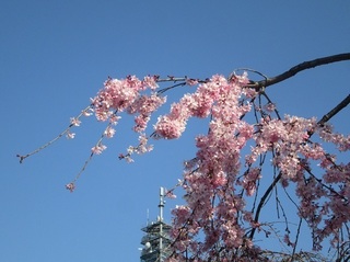 東別院の桜−2020−
