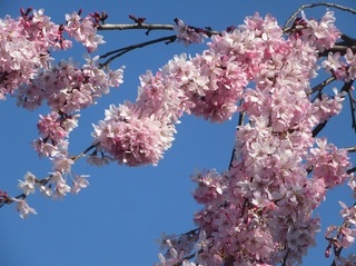 東別院の桜−2020−