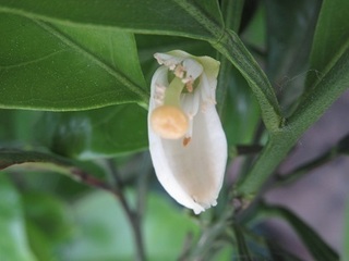 みかんの花