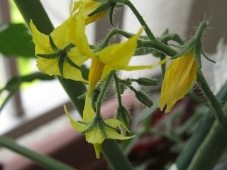 ミニトマトの花