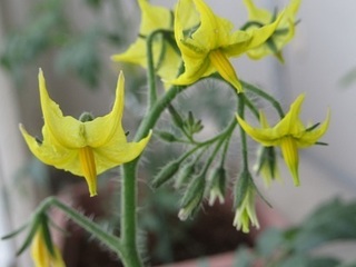 ミニトマトの花