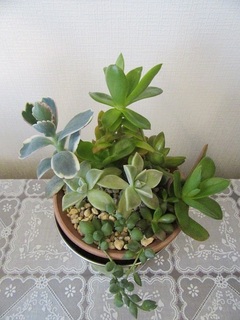 多肉植物の寄せ植え