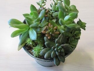 多肉植物の寄せ植え