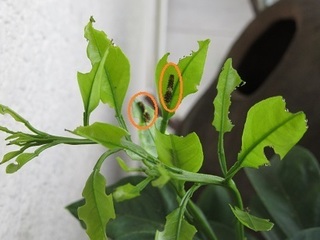 みかんの害虫
