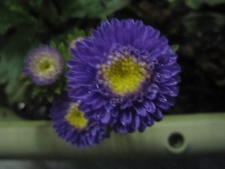 アスター